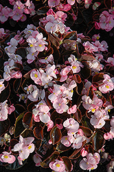 Yin Pink Begonia (Begonia 'Yin Pink') at Thies Farm & Greenhouses