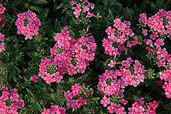 Quartz XP Pink Verbena (Verbena 'Quartz XP Pink') at Thies Farm & Greenhouses