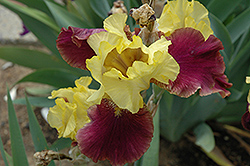 Blatant Iris (Iris 'Blatant') at Thies Farm & Greenhouses