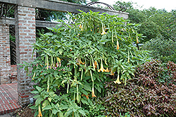 Golden Angel's Trumpet (Brugmansia aurea) at Thies Farm & Greenhouses