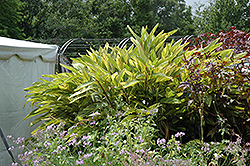 Variegated Shell Ginger (Alpinia zerumbet 'Variegata') at Thies Farm & Greenhouses