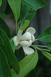 Sweetbay Magnolia (Magnolia virginiana) at Thies Farm & Greenhouses