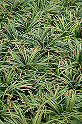 Dwarf Mondo Grass (Ophiopogon japonicus 'Nanus') at Thies Farm & Greenhouses