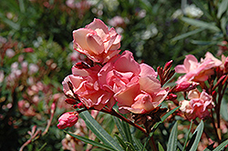 Mrs. Roeding Oleander (Nerium oleander 'Mrs. Roeding') at Thies Farm & Greenhouses