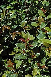 Surinam Cherry (Eugenia uniflora) at Thies Farm & Greenhouses