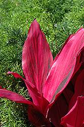 Maria Cordyline (Cordyline 'Maria') at Thies Farm & Greenhouses