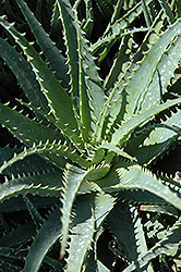 Hedgehog Aloe (Aloe humilis 'Hedgehog') at Thies Farm & Greenhouses