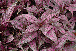 Persian Shield (Strobilanthes dyerianus) at Thies Farm & Greenhouses