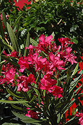 Calypso Oleander (Nerium oleander 'Calypso') at Thies Farm & Greenhouses