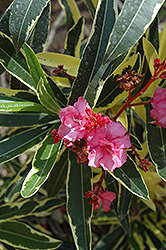 Twist Of Pink Oleander (Nerium oleander 'Planst') at Thies Farm & Greenhouses
