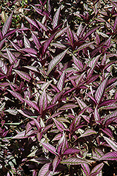 Persian Shield (Strobilanthes dyerianus) at Thies Farm & Greenhouses