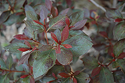 Crimson Queen Azalea (Rhododendron 'Crimson Queen') at Thies Farm & Greenhouses