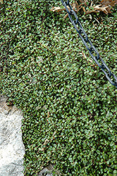 Creeping Wire Vine (Muehlenbeckia axillaris) at Thies Farm & Greenhouses