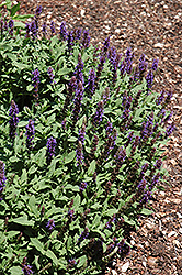 Sensation Blue Meadow Sage (Salvia nemorosa 'Sensation Blue') at Thies Farm & Greenhouses