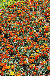 Durango Red Marigold (Tagetes patula 'Durango Red') at Thies Farm & Greenhouses