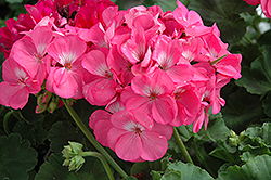 Rocky Mountain Pink Geranium (Pelargonium 'Rocky Mountain Pink') at Thies Farm & Greenhouses