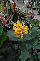 Tropical Yellow Canna (Canna 'Tropical Yellow') at Thies Farm & Greenhouses