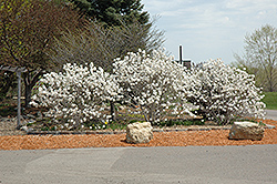 Royal Star Magnolia (Magnolia stellata 'Royal Star') at Thies Farm & Greenhouses