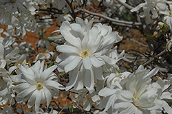 Royal Star Magnolia (Magnolia stellata 'Royal Star') at Thies Farm & Greenhouses