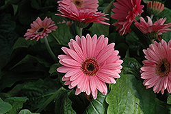 Royal Deep Pink Gerbera Daisy (Gerbera 'Royal Deep Pink') at Thies Farm & Greenhouses