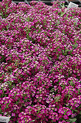 Wonderland Deep Purple Sweet Alyssum (Lobularia maritima 'Wonderland Deep Purple') at Thies Farm & Greenhouses