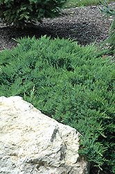 Broadmoor Juniper (Juniperus sabina 'Broadmoor') at Thies Farm & Greenhouses