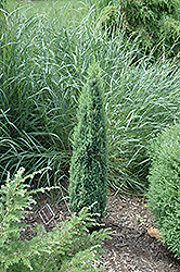 Pencil Point Juniper (Juniperus communis 'Pencil Point') at Thies Farm & Greenhouses