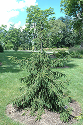 Gold Tipped Oriental Spruce (Picea orientalis 'Aureospicata') at Thies Farm & Greenhouses