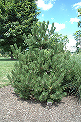 Oregon Green Austrian Pine (Pinus nigra 'Oregon Green') at Thies Farm & Greenhouses