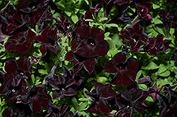 Black Ray Petunia (Petunia 'Black Ray') at Thies Farm & Greenhouses