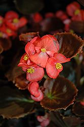 Nightife Red Begonia (Begonia 'Nightlife Red') at Thies Farm & Greenhouses