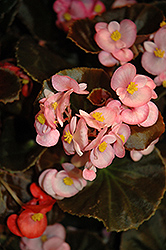 Nightife Pink Begonia (Begonia 'Nightlife Pink') at Thies Farm & Greenhouses