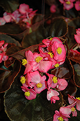 Nightife Deep Rose Begonia (Begonia 'Nightlife Deep Rose') at Thies Farm & Greenhouses