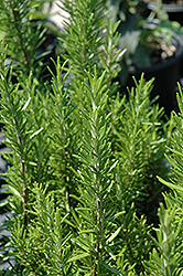 Barbeque Rosemary (Rosmarinus officinalis 'Barbeque') at Thies Farm & Greenhouses