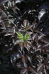 Black Tower Elder (Sambucus nigra 'Eiffel01') at Thies Farm & Greenhouses