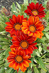 New Day Clear Red Shades (Gazania 'New Day Red Shades') at Thies Farm & Greenhouses