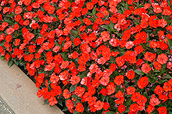 SunPatiens Compact Electric Orange New Guinea Impatiens (Impatiens 'SakimP025') at Thies Farm & Greenhouses