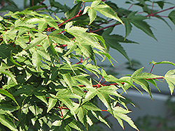 Kiyohime Japanese Maple (Acer palmatum 'Kiyohime') at Thies Farm & Greenhouses