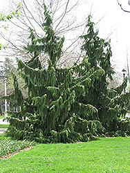 Nootka Cypress (Chamaecyparis nootkatensis) at Thies Farm & Greenhouses