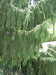 Nootka Cypress (Chamaecyparis nootkatensis) at Thies Farm & Greenhouses