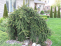 Weeping Norway Spruce (Picea abies 'Pendula') at Thies Farm & Greenhouses