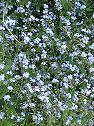 Forget-Me-Not (Myosotis sylvatica) at Thies Farm & Greenhouses
