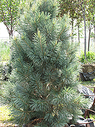 Vanderwolf's Pyramid Pine (Pinus flexilis 'Vanderwolf's Pyramid') at Thies Farm & Greenhouses
