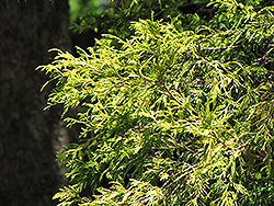 Golden Threadleaf Falsecypress (Chamaecyparis pisifera 'Filifera Aurea') at Thies Farm & Greenhouses