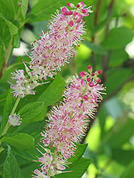 Ruby Spice Summersweet (Clethra alnifolia 'Ruby Spice') at Thies Farm & Greenhouses