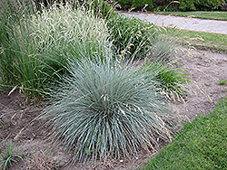 Blue Oat Grass (Helictotrichon sempervirens) at Thies Farm & Greenhouses