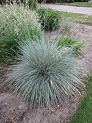 Blue Oat Grass (Helictotrichon sempervirens) at Thies Farm & Greenhouses