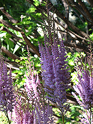 Purpurlanze Chinese Astilbe (Astilbe chinensis 'Purpurlanze') at Thies Farm & Greenhouses