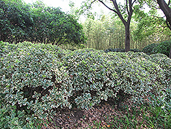 Silver King Euonymus (Euonymus japonicus 'Silver King') at Thies Farm & Greenhouses