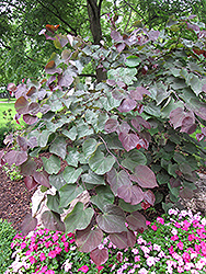 Forest Pansy Redbud (Cercis canadensis 'Forest Pansy') at Thies Farm & Greenhouses